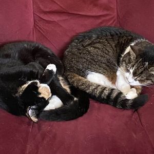 Meet your Posher, Sharon